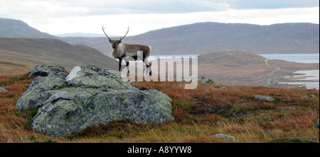 Rentier in Kamera Wildbeobachtungen Altweibersommer Jotunheimen Norwegen suchen Stockfoto