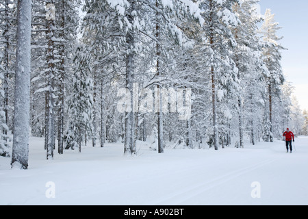 Einsamer Langlaufer in der arktischen Natur Lapplands. Stockfoto