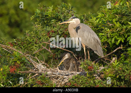 Great Blue Heron am Nest mit angebauten Küken Stockfoto