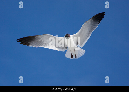 Lachend Möwe im Flug Erwachsene Zucht Gefieder im Flug Stockfoto