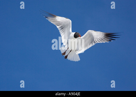 Lachend Möwe im Flug Erwachsene Zucht Gefieder im Flug Stockfoto