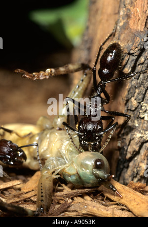 Cincinatti Zoo. Paraponera clavata. Wie bullet Ant, einem der größten Ameisen in Südamerika mit den meisten schmerzhaften Stich bekannt. Stockfoto