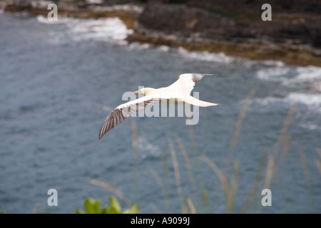 Red-footed Tölpel fliegen in der Nähe des Kilauea Point national Wildlife Refuge, Kauai, Hawaii Stockfoto