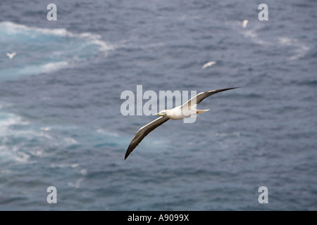 Red-footed Tölpel fliegen in der Nähe des Kilauea Point national Wildlife Refuge, Kauai, Hawaii Stockfoto