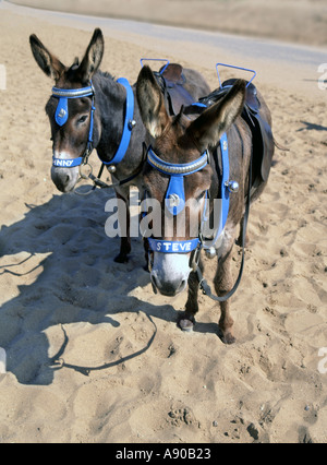 Esel am Sandstrand warten am frühen Morgen für Jugendliche eine Fahrt Stevie ist der Name am Kabelbaum Skegness Lincolnshire England UK zu haben Stockfoto