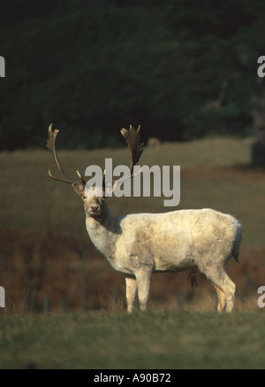 WEIßER Damhirsch Hirsch Dama Dama in Margam Park Port Talbot South Wales UK Stockfoto