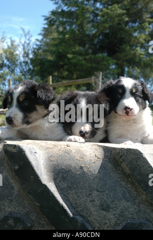 Drei walisischen Collie-Schäferhund-Welpen in Traktor-Reifen Stockfoto
