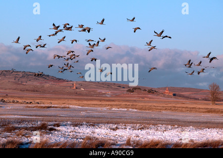 Europäischen Kraniche (Grus Grus). Gallocanta, Spanien Stockfoto