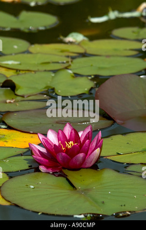 Nahaufnahme von roten Lilly Seerose im Teich Stockfoto