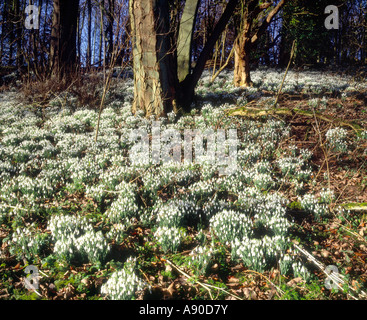 Schneeglöckchen (Galanthus Nivalis) gedeihen im Wald neben der Landstraße Lincolnshire Wolds Stockfoto