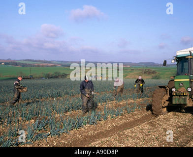 Wanderarbeiter, die Ernte Feld aus biologischem Anbau Lauch auf Bauernhof in Lincolnshire Wolds England Stockfoto
