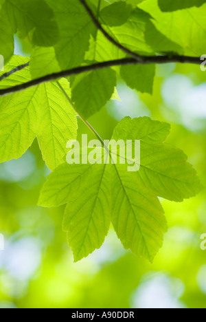 Eine starke und grafische enge Up der schönen frischen sommerlichen Blätter hängen an einem Ast erschossen im englischen Lake District im Frühjahr Stockfoto