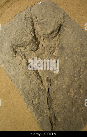 Fossil von einem Dinosaurier-Fußabdruck 2 Stockfoto