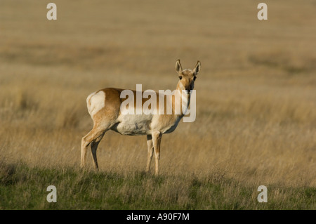 Eine weibliche Pronghorn Antilope Stockfoto