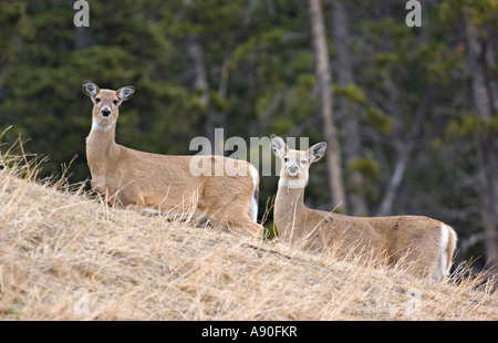 Whitetail Doe Deer 12 Stockfoto