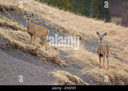 Zwei Whitetail Doe Deer Stockfoto