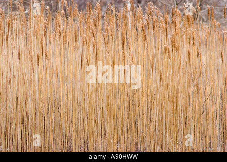 Goldenen braunen schlanke Stielen von Schilf am Rande von einem schottischen Loch machen eine schöne natürliche Kunst Bild Stockfoto