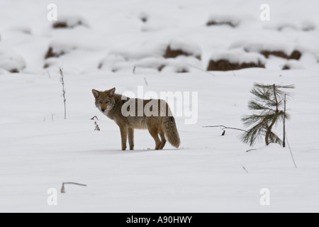 Kojoten jagen Beute im Schnee bedeckt Feld Stockfoto