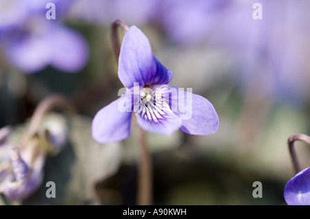 Viola Labradorica Blume closeup Stockfoto