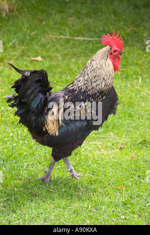 Neuseeland Waiheke Island Farm Rooster x schwarze Orpington Barred rock Stockfoto