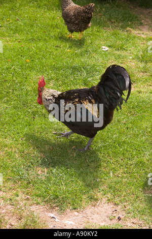 Neuseeland Waiheke Island Farm Rooster x schwarze Orpington Barred rock Stockfoto