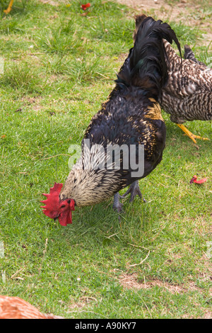 Neuseeland Waiheke Island Farm Rooster x schwarze Orpington Barred rock Stockfoto