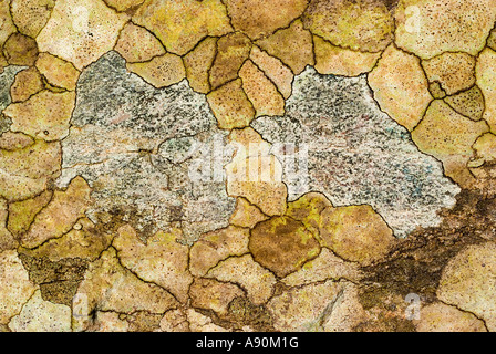 Wunderschön bunte Flechten wachsen auf Felsen schaffen ein natürliches erstaunliche Kunst Bild in Schottland Stockfoto