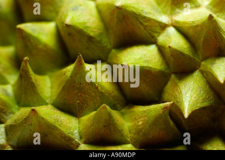 Nahaufnahme von Durian Frucht abstrakt wie eine heikle Landschaft Stockfoto
