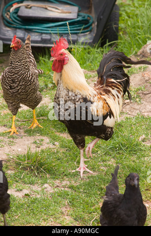 New Zealand Waiheke Island Farm Rooster X Barred Rock Braun Rasierer Schwarz Orpington Stockfoto