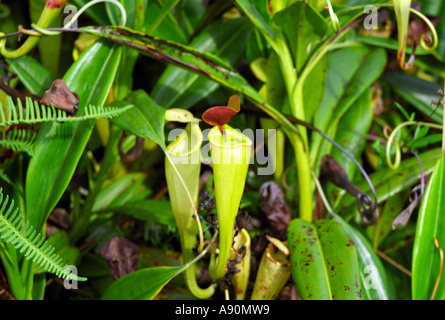 Madagaskar-Afrika Juli Nepenthes Madagascariensis ist eine der zwei Arten in Madagaskar Pitcher Pflanzen sind fleischfressende Stockfoto