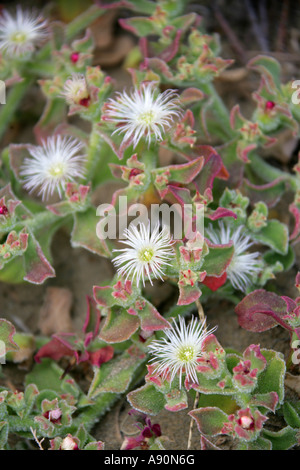 Iceplant Mesembryanthemum Crystallinum, Mittagsblumengewächsen, Gran Canaria, Kanarische Inseln Stockfoto