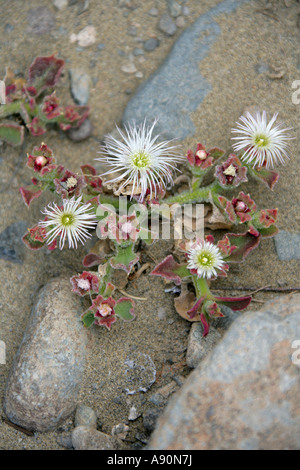 Iceplant Mesembryanthemum Crystallinum, Mittagsblumengewächsen, Gran Canaria, Kanarische Inseln Stockfoto