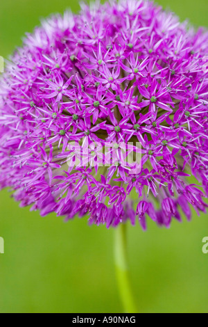 Lila Allium Stockfoto