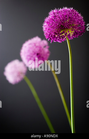 Trio von Alliums Stockfoto