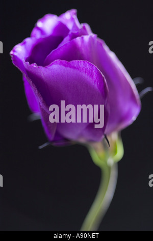 Lisianthus auf schwarzem Hintergrund Stockfoto