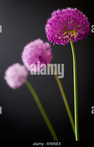 Trio von Alliums Stockfoto