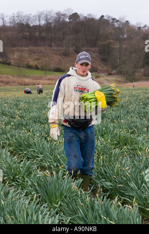 Kommerzielle Narzissen Picker, blüht Kommissionierung und Ernte Narzisse am schottischen Hof, Montrose Basin, Aberdeenshire, UK Stockfoto