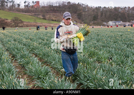 Kommerzielle Narzissen Picker, blüht Kommissionierung und Ernte Narzisse am schottischen Hof, Montrose Basin, Aberdeenshire, UK Stockfoto