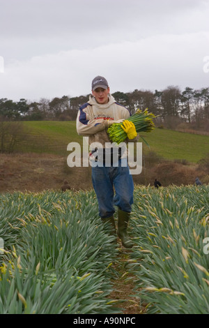 Kommerzielle Narzissen Picker, blüht Kommissionierung und Ernte Narzisse am schottischen Hof, Montrose Basin, Aberdeenshire, UK Stockfoto