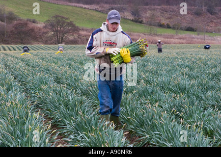 Kommerzieller Narzissenblütler, der Narzissenblüten pflückt und erntet, auf der Scottish Farm, Montrose Basin, Aberdeenshire, Schottland, Großbritannien Stockfoto