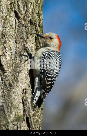 Rotbauch-Specht - Melanerpes carolinus Stockfoto