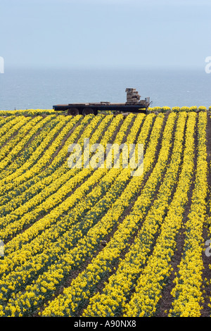 Kommerzielle Narzisse wächst und Landwirtschaft Zeilen nordöstlich, Schottland, Großbritannien. Stockfoto