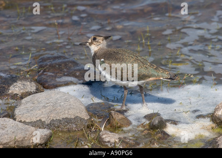 Kiebitz-Küken, die auf der Suche nach oben in der Nähe von Lochside Lochindorb, Schottland, Großbritannien Stockfoto