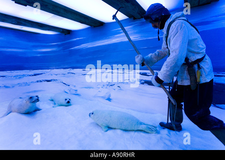 Ausstellung über Robbenjagd im Polar Museum (Polarmuseet) in Tromsø, Norwegen Stockfoto