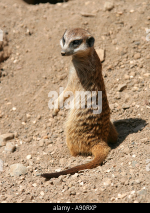 Meerkat Suricata suricatta Stockfoto