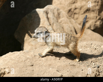 Baby-Erdmännchen Kätzchen Suricata suricatta Stockfoto