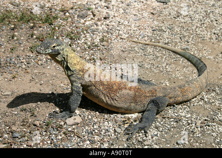 Komodo-Waran, Komodo Insel Waran oder Ora, Varanus Komodoensis, Varanidae. Komodo-Inseln, Indonesien. Stockfoto