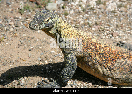 Komodo-Waran, Komodo Insel Waran oder Ora, Varanus Komodoensis, Varanidae. Komodo-Inseln, Indonesien. Stockfoto