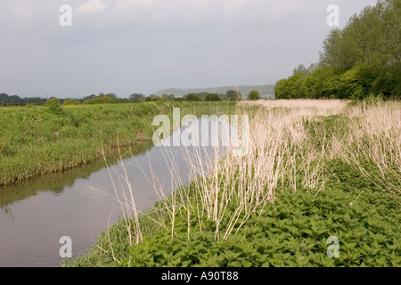 England Somerset River Parrett Ufer in der Nähe von Stathe Stockfoto