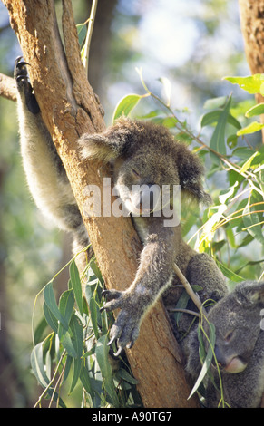Australien, magnetische Insel Koala mit Baby schläft auf einem Baum Stockfoto